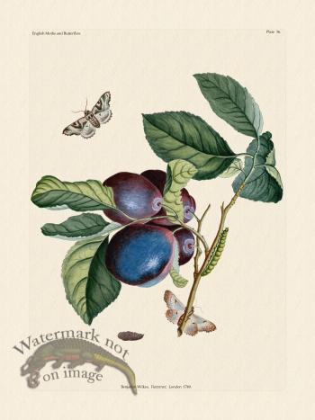 Wilkes Butterflies 036